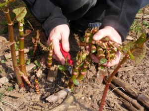 Andy Hamilton cutting Japanese knotweed