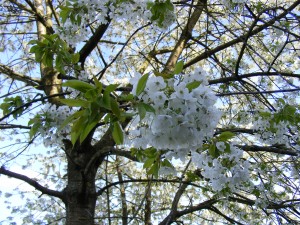 close up cherry blossom