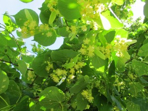 Linden blossom