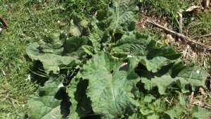 Burdock