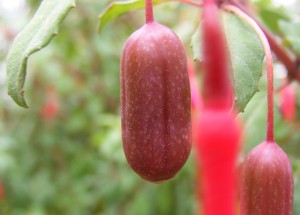 Fuchsia berries make for an interesting snack, some are better than others! 