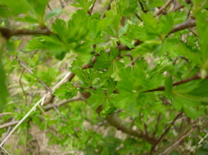 The first new leaves of hawthorn are edible and delicious