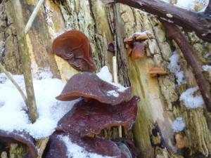 Wood Ear