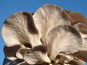 Oyster Mushroom 