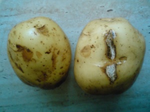 blight on potatoes