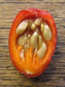 rosehip seeds