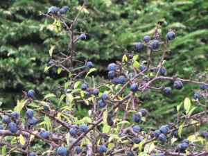sloes