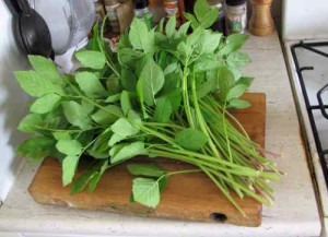 Ground Elder stalks