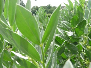 Broad bean tops