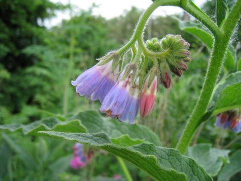 Comfrey.JPG