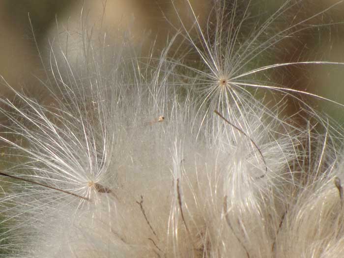 seedheads.jpg