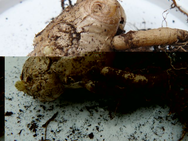 ginger 4.jpg