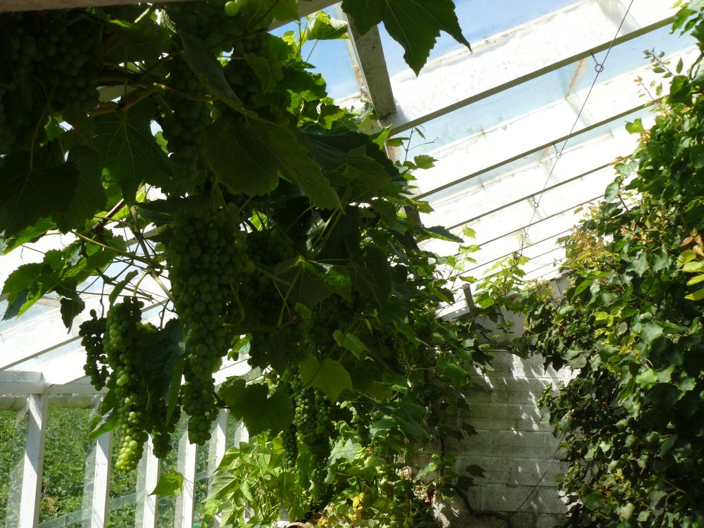 Greenhouse.jpg