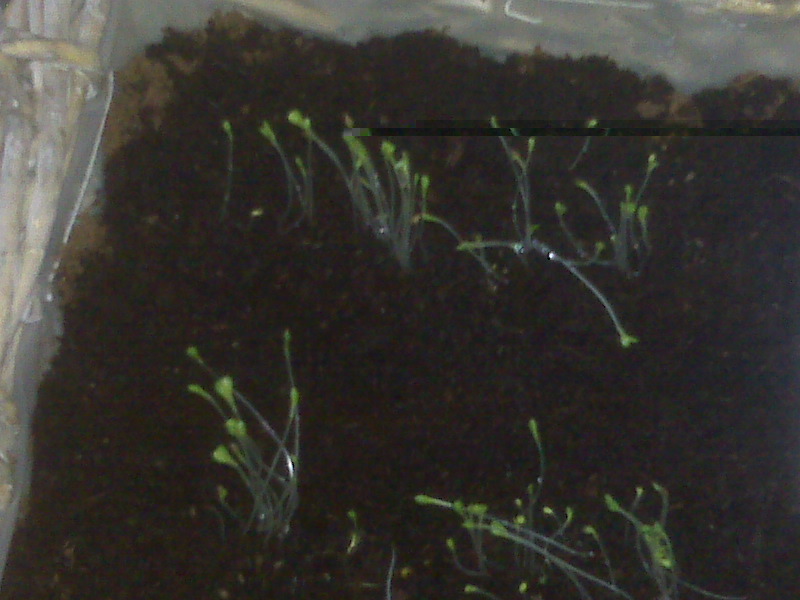 Little lettuce seedlings