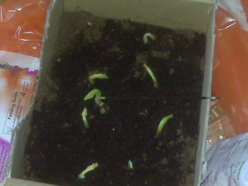 Broad beans surfacing in a small box