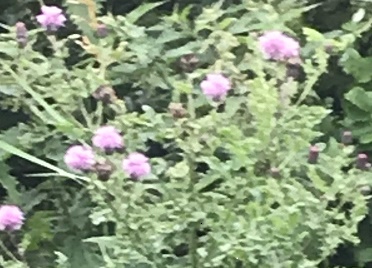 Thistles.jpg