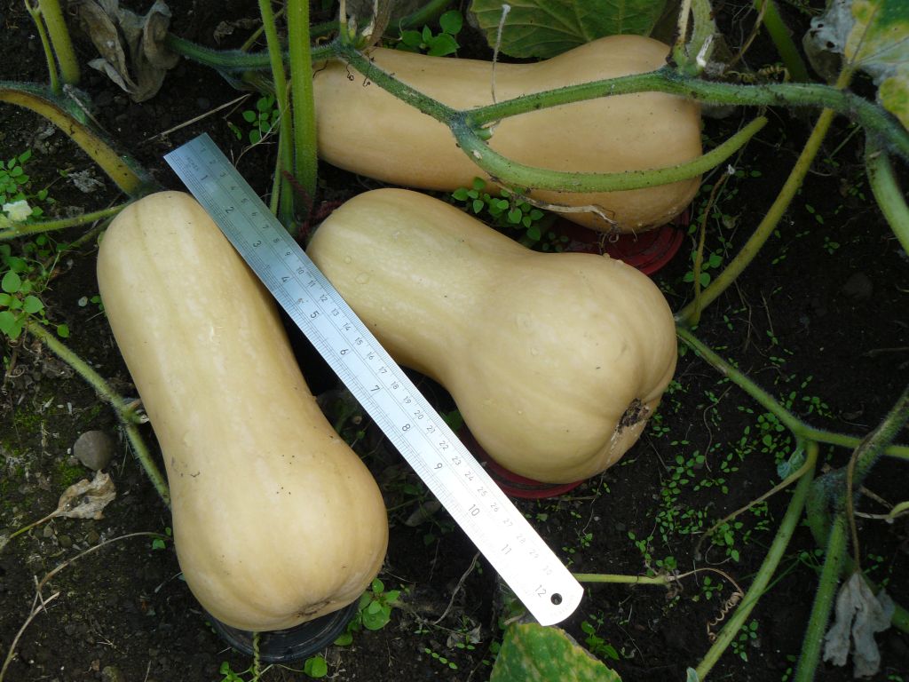 Butternut2.jpg