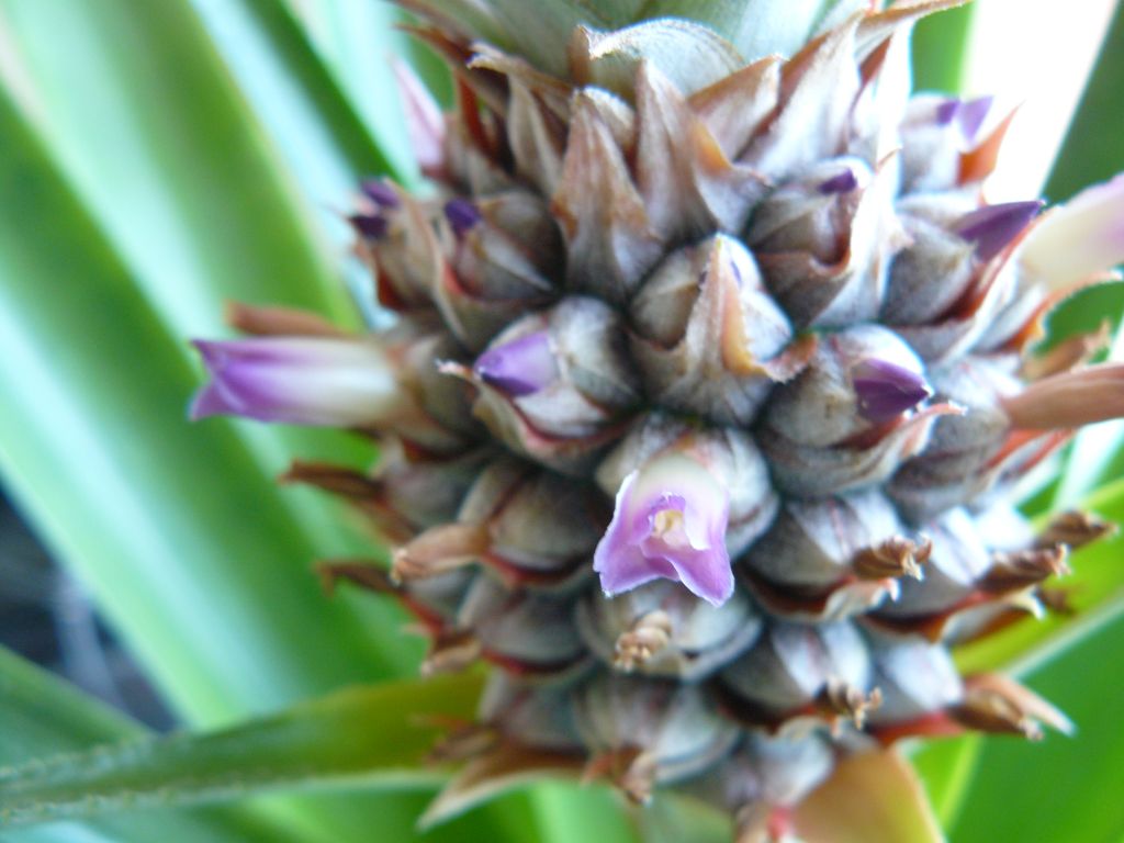 Pineapple Flower.jpg