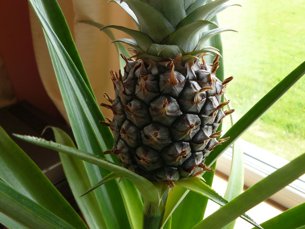 pineapple2.jpg