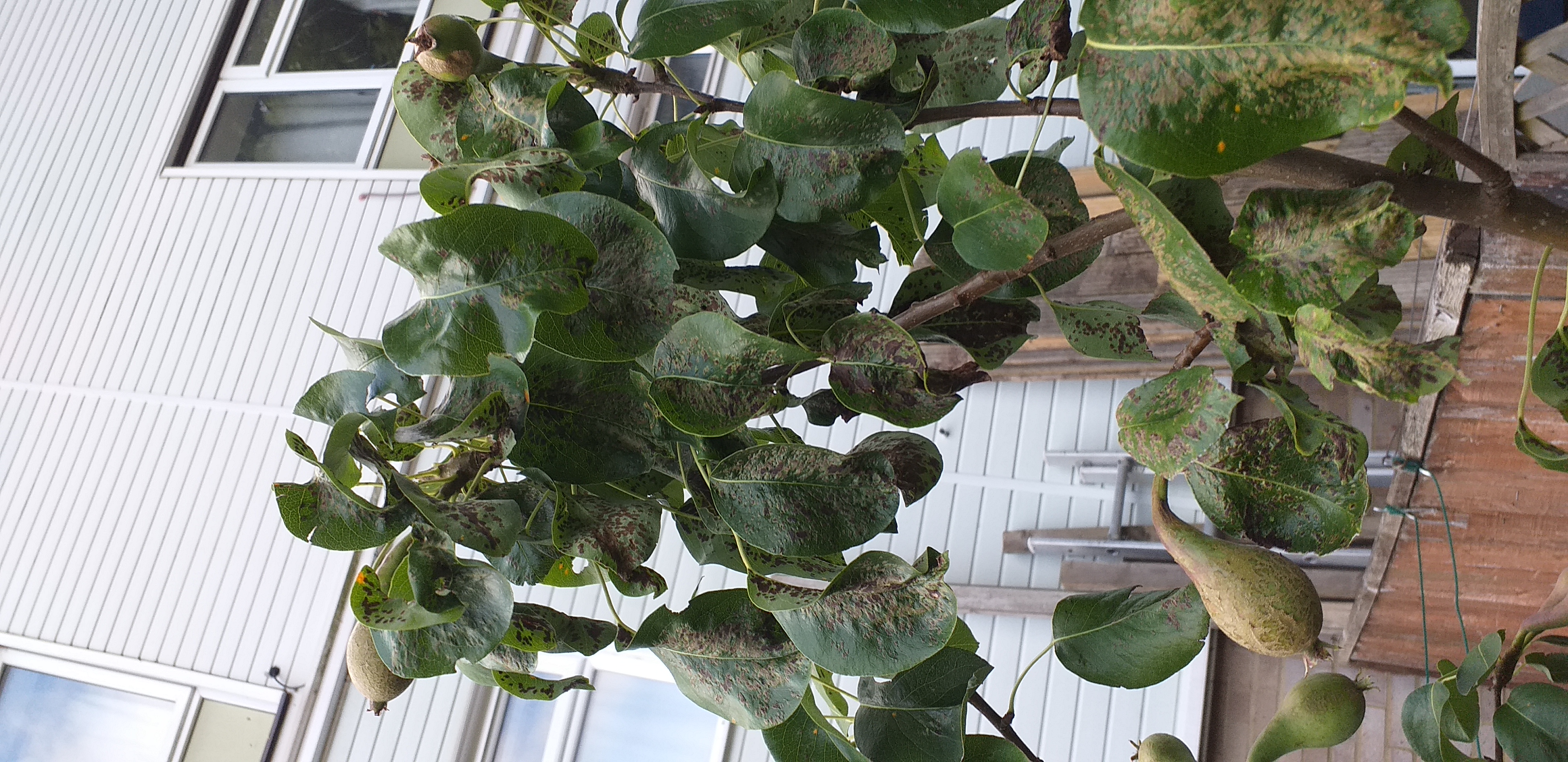 Black leaves on pear tree.jpg