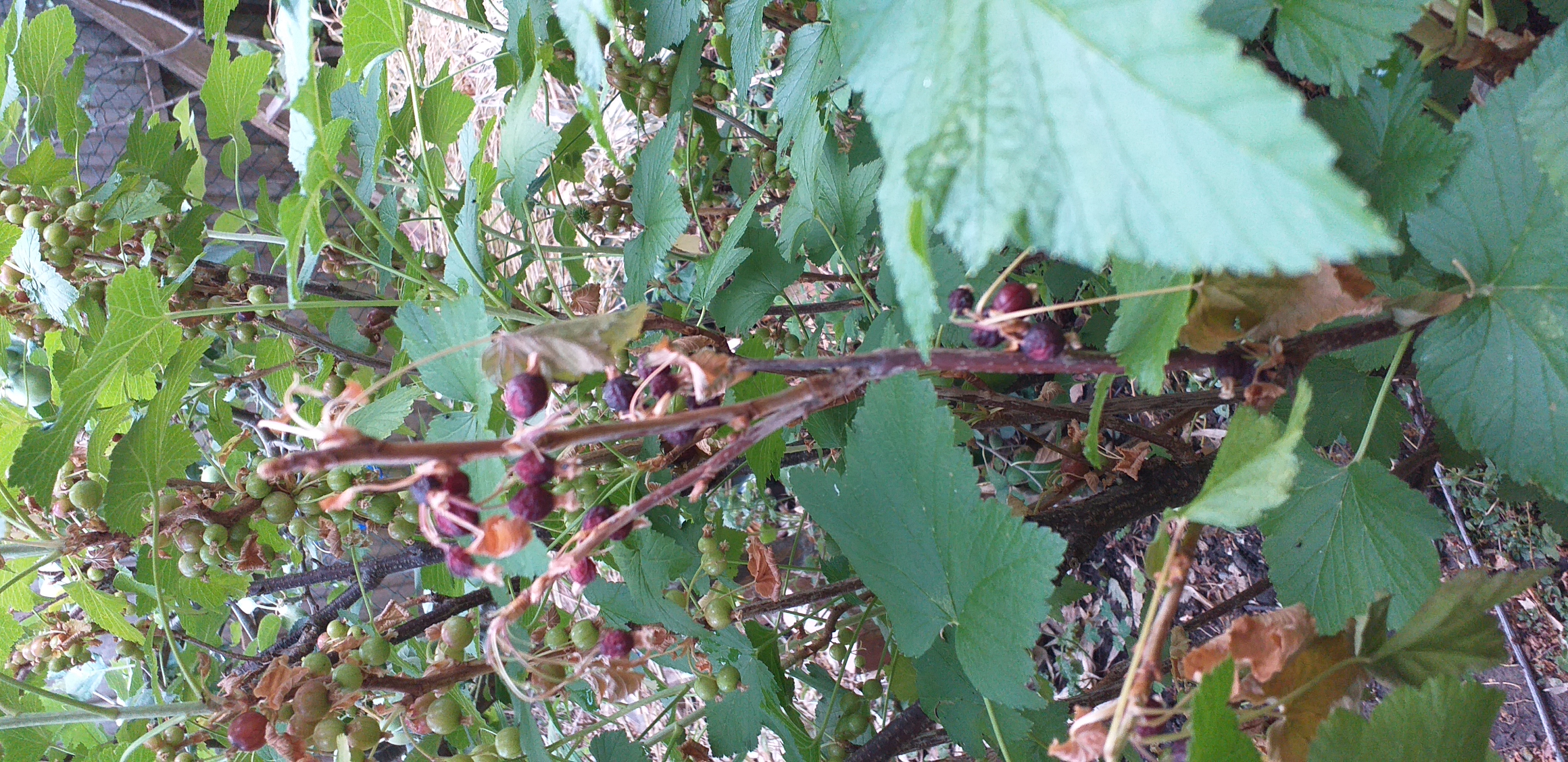 Wrinkly blackcurrants.jpg