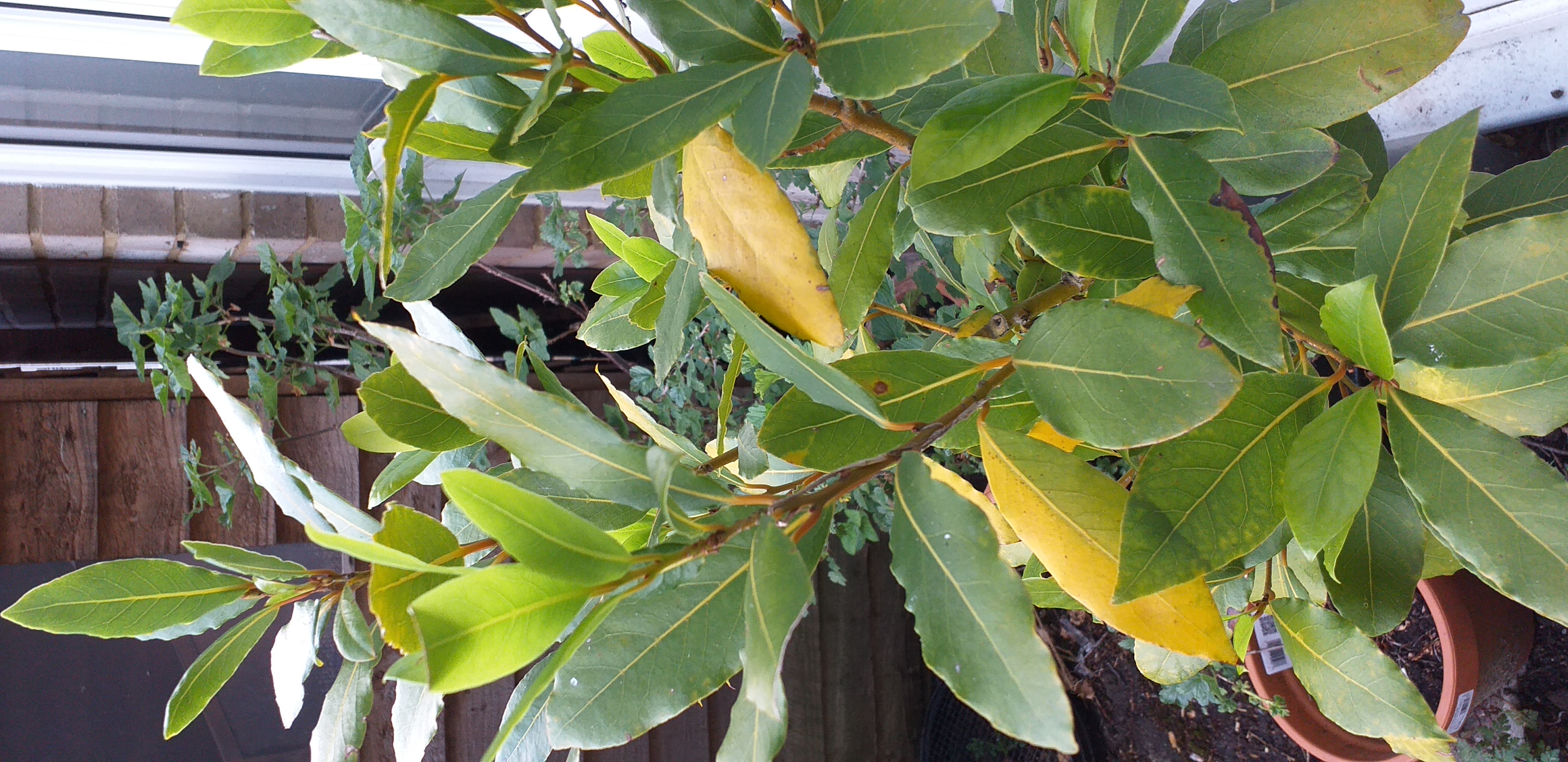 Yellowing bay leaves.jpg