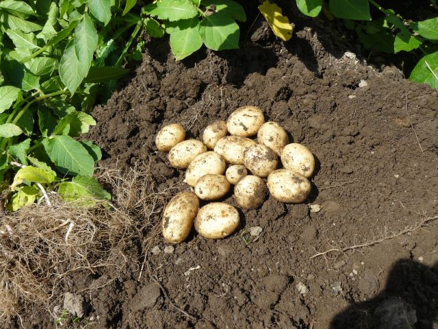 New Spuds.jpg