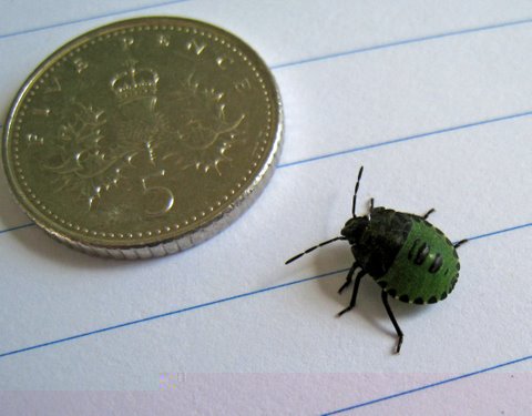 Bug 1.jpg