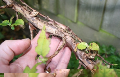 wood little legs