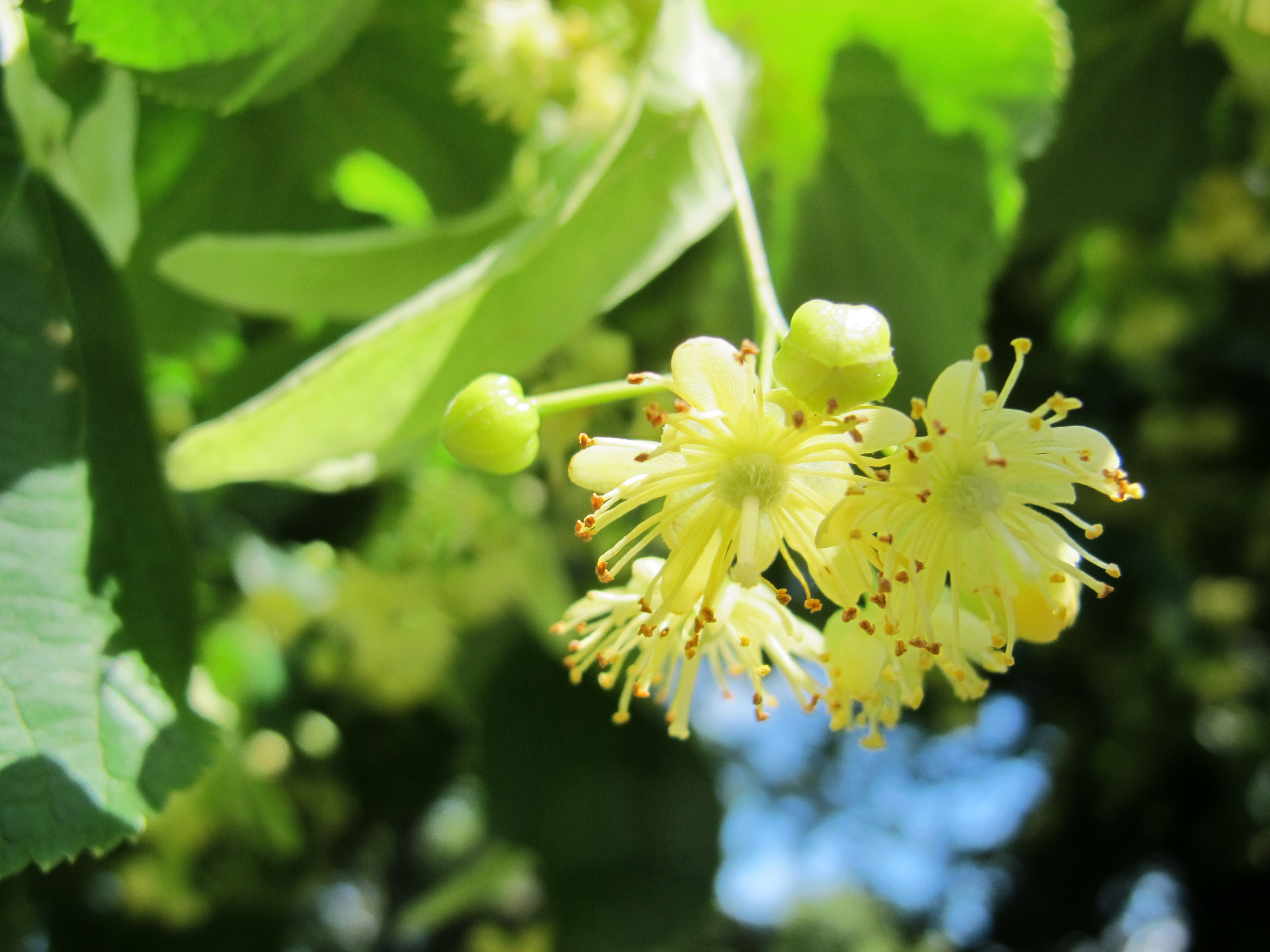 Lime blossom