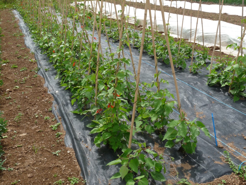 Understanding crop rotation Dave Hamilton The urban