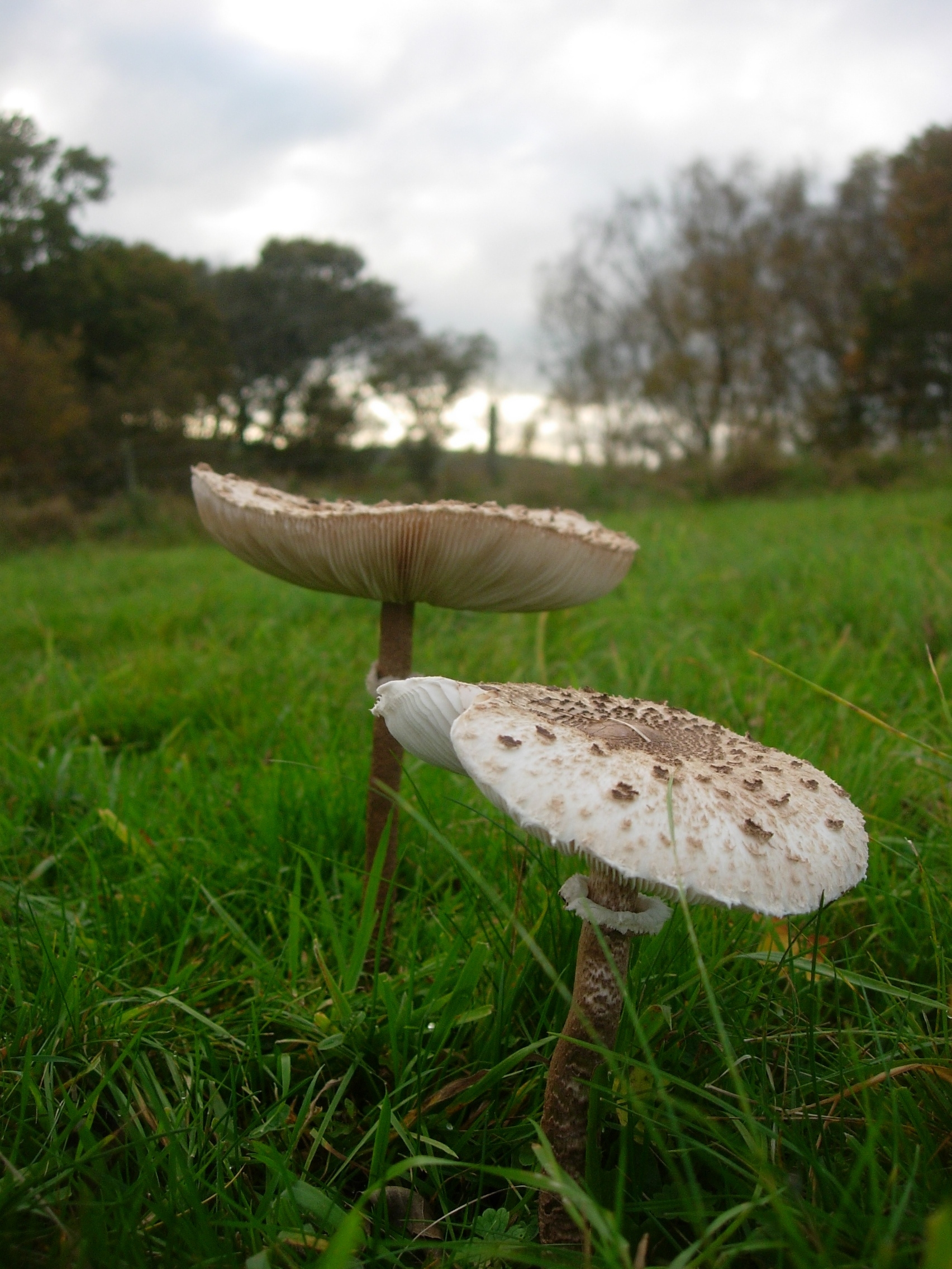 Parasol mushroom The urban guide to