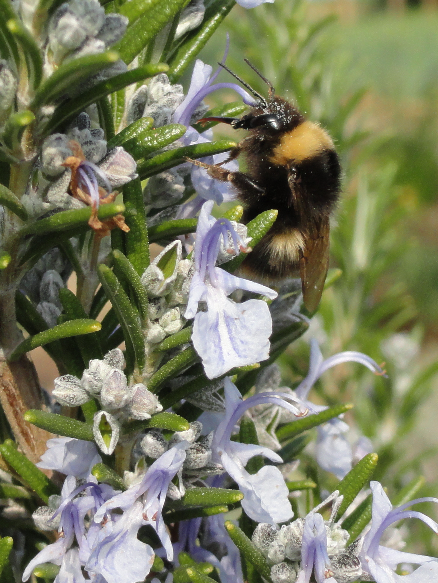 A bee on rosemary