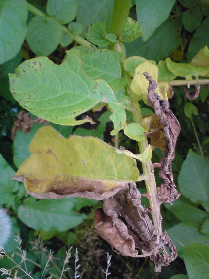 blight close-up