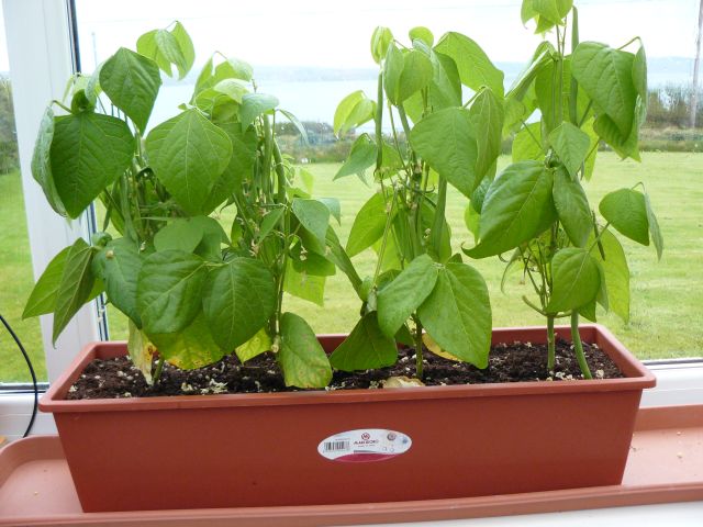 French beans