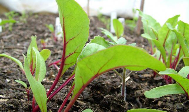 seedlings