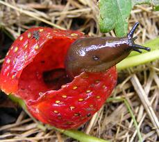 slug in a strawberry